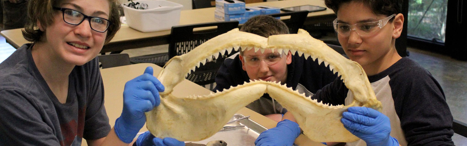 shark teeth kids in class