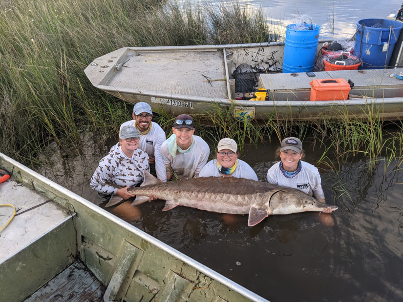 Members of Andres’ lab hold a live sturgeon.