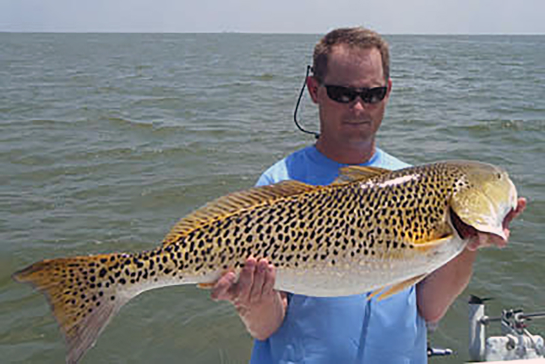 red drum with lots of spots