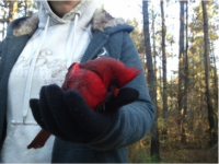 Kaylee Gentry with Northern Cardinal