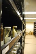 Fish Collection in Natural History Collections Building
