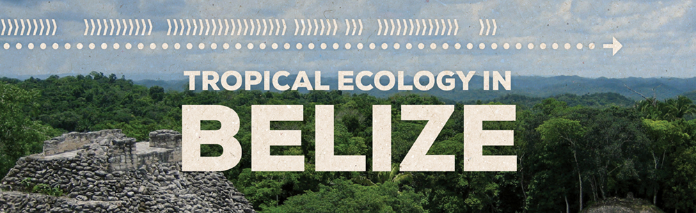 Tropical Ecology in Belize