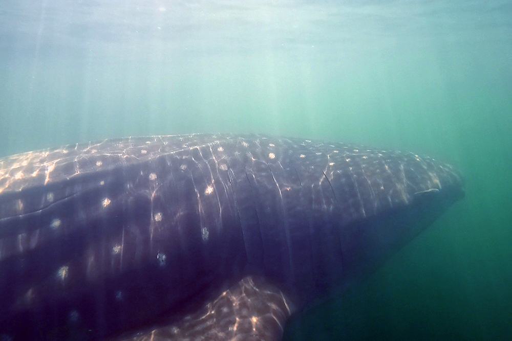 Whale Shark Research | Center for Fisheries Research and Development ...