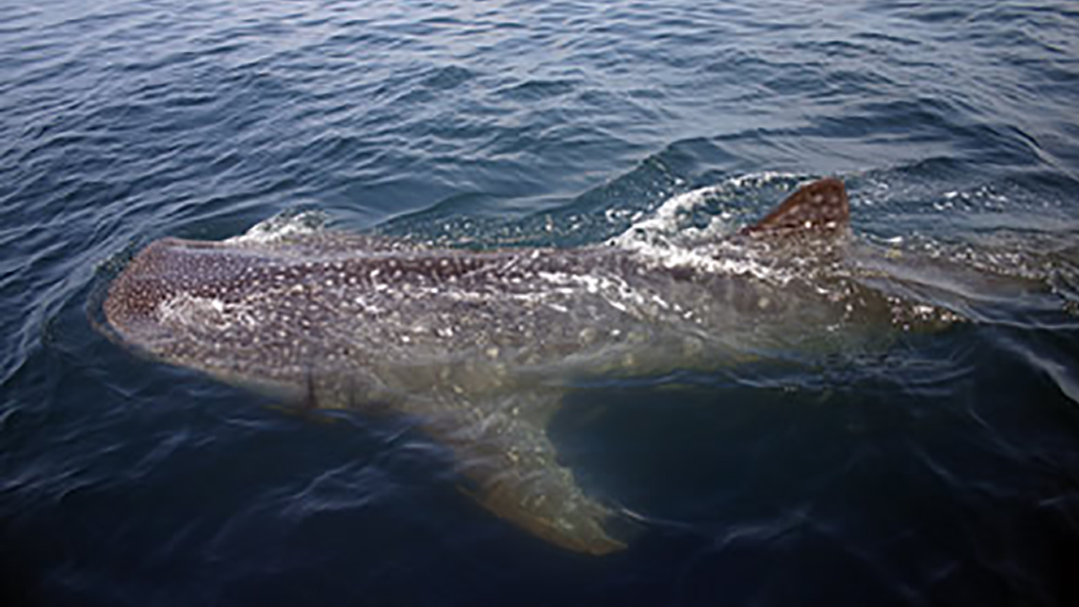 whale shark