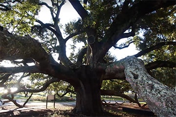 Friendship Oak