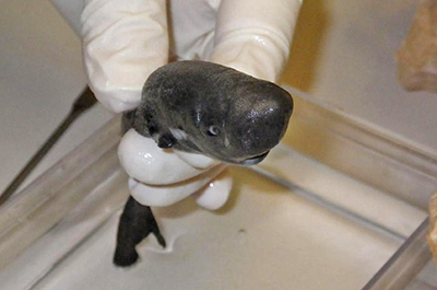 kitefin shark kitefin shark