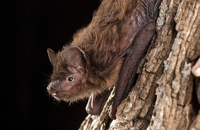 bat