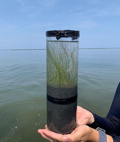 seagrass monitoring