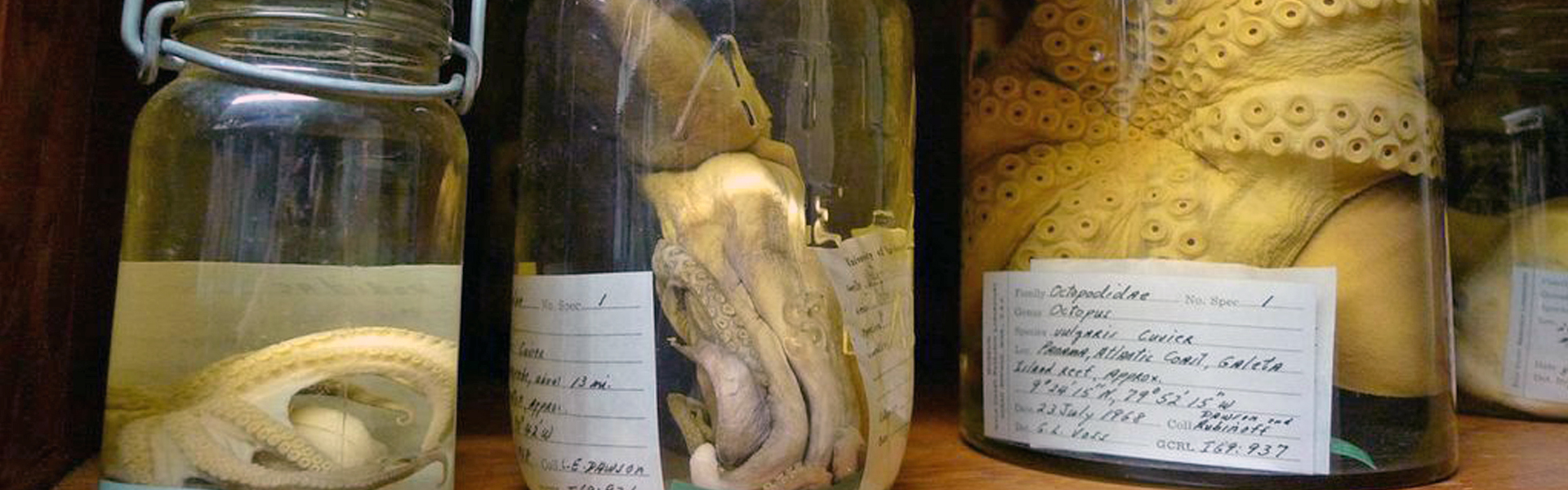 museum specimens in jar
