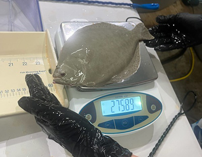 Developing Southern Flounder Southern Flounder