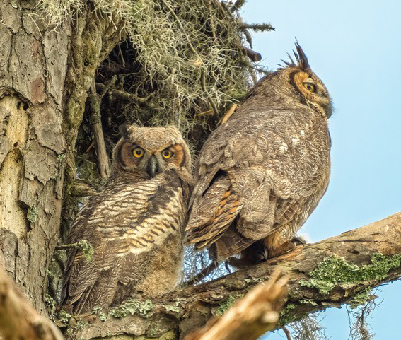 owls science cafe owls
