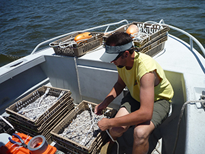 oyster restoration