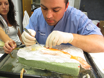 aquatic veterinary medicine fish dissection