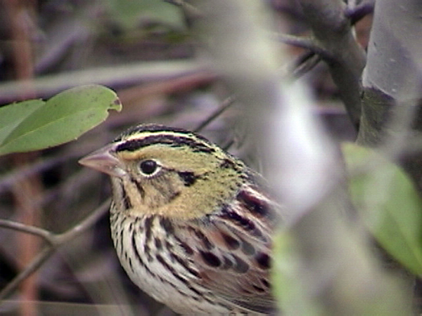 savanna bird