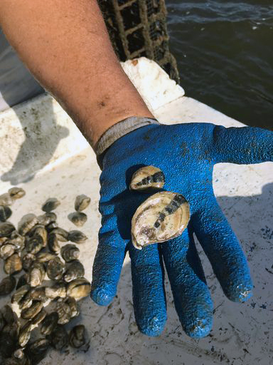shellfish oyster