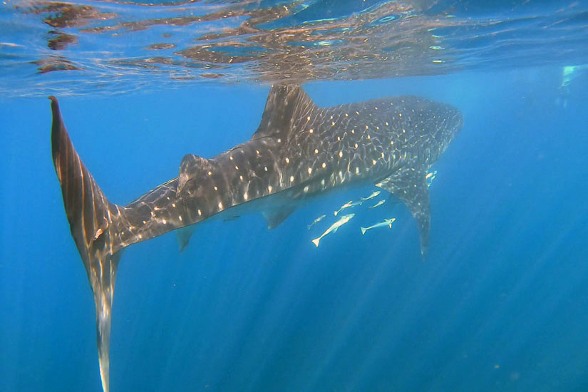 Whale shark - credit: A Fogg