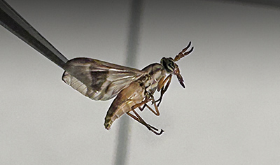 deer fly yellow fly