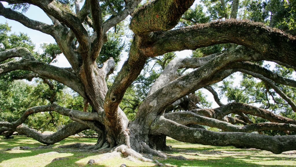 friendship oak