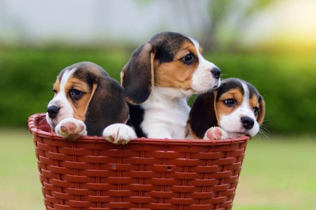 Beagle Puppies