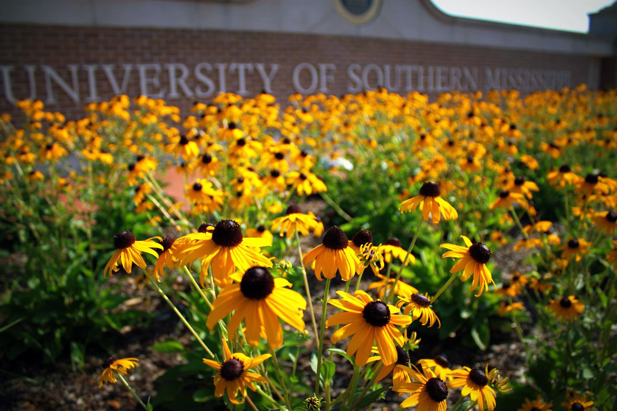 black eyed susans