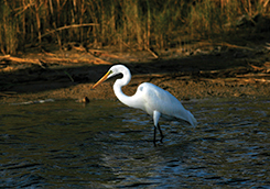 coastal habitats