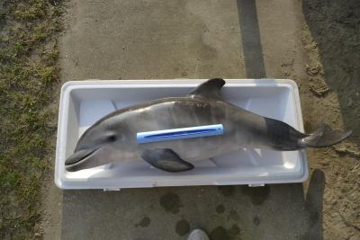 Scientists with The University of Southern Mississippi Department of Marine Science are part of a collaboration of colleagues from Dauphin Island Sea Lab and the University of Central Florida that last year examined a mysterious case of dolphin deaths along the Gulf Coast.