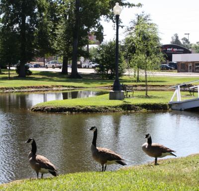 Canadian Geese visit Lake Byron