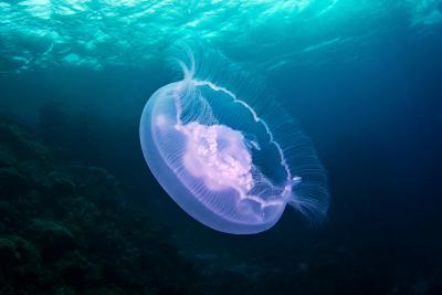 Southern Miss Marine Science researchers are studying the impact of jellyfish on the ecosystem with funding from the prestigious Lenfest Program.