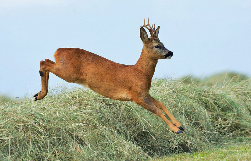 Deer crossing a field