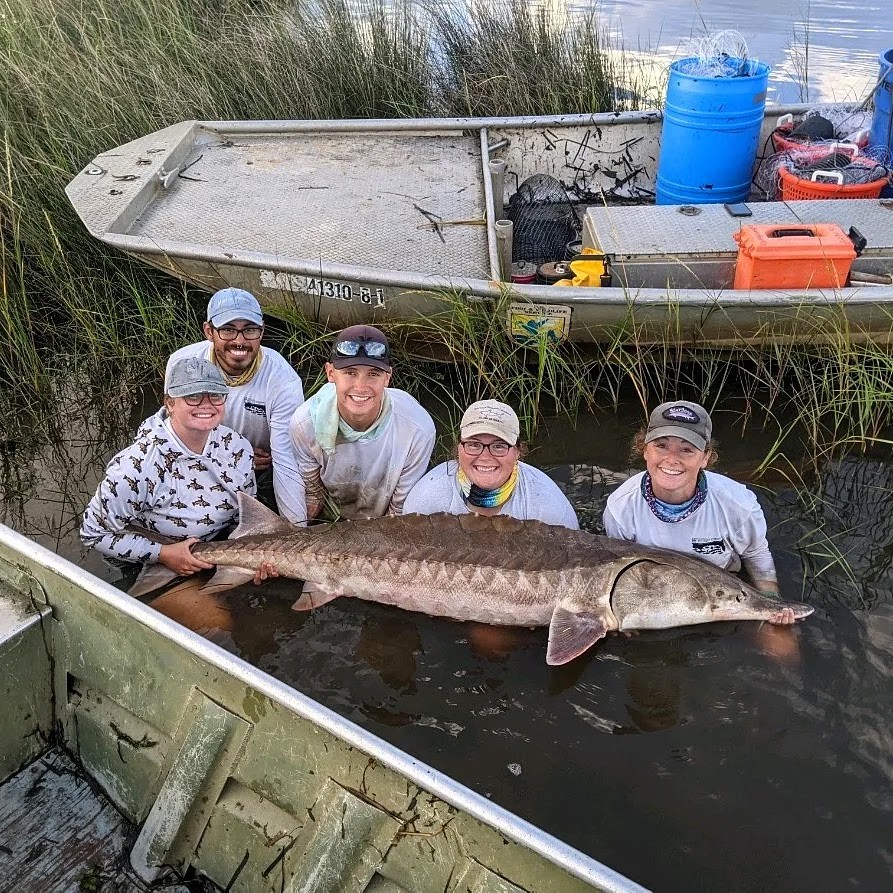 The University of Southern Mississippi graduate students and research technicians hold an adult Gulf Sturgeon captured in the Pascagoula River. Pictured from left: Elizabeth Greenheck, Alfonso Cohuo, Austin Draper, Kasea Price, and Kati Wright. (Photo credit: Michael Andres, The University of Southern Mississippi)