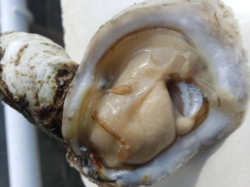 Close up of an oyster