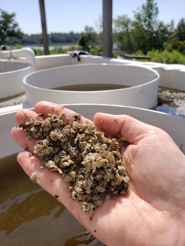 Oyster seed nursery