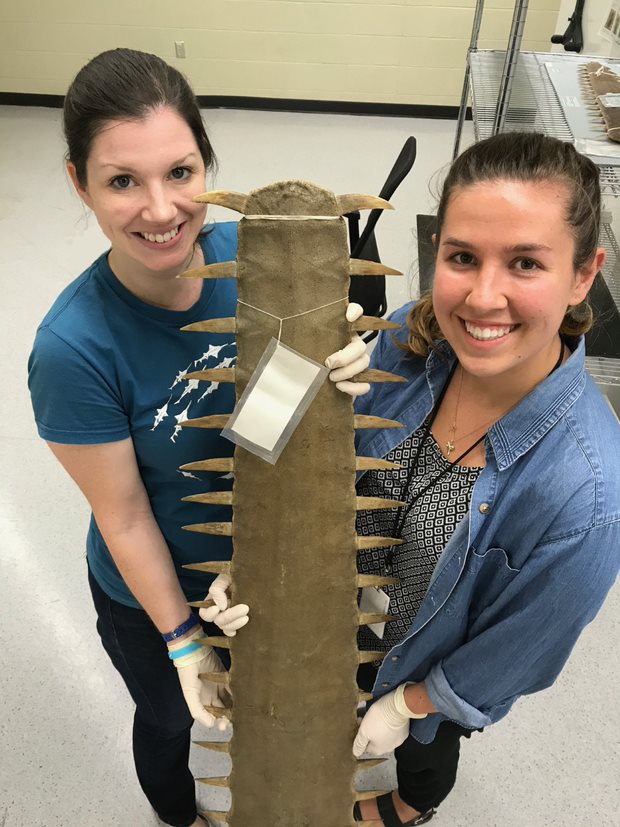 Dr. Nicole Phillips, left, and graduate student research Ann Marie Fearing hold a sawfish rostrum.