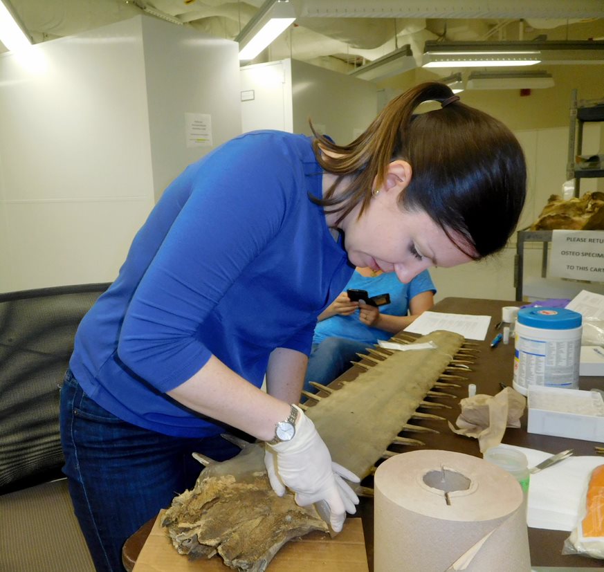 Dr. Nicole Phillips examines a sawfish rostrum in her laboratory at USM