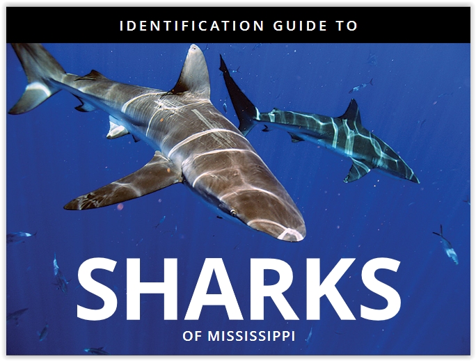 Shark identification guide for Mississippi