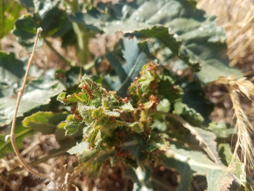 California harvester ants (Pogonomyrmex californicus) 