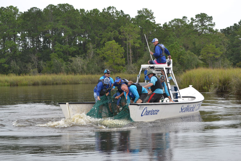 A netted manatee is pulled to the capture boat (Photo courtesy of DISL/MSN Carmichael 2022)