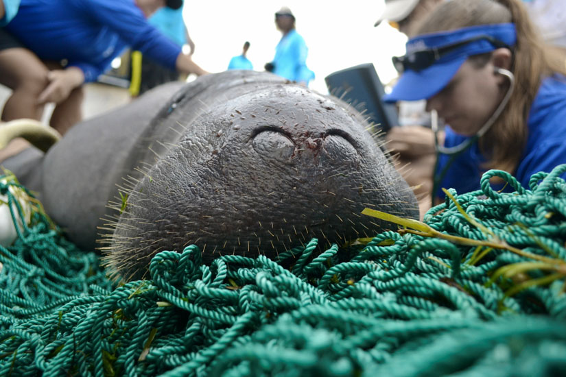 A captured manatee rests while veterinarians check his heart rate