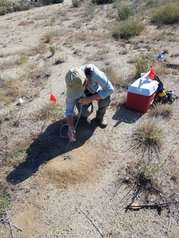 Dr. Madeleine Ostwald uses an aspirator to collect California harvester ants from a nest entrance.