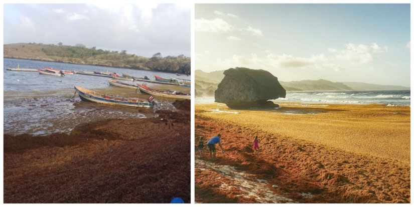 Sargassum on Caribbean shorelines - Photo on the right by Romel Hall