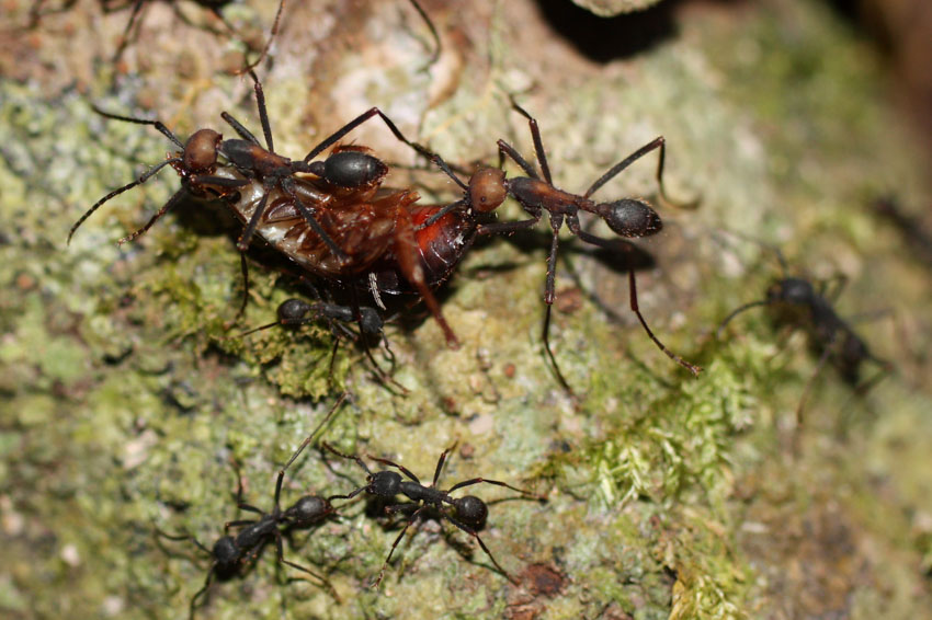 Baudier Research Ants
