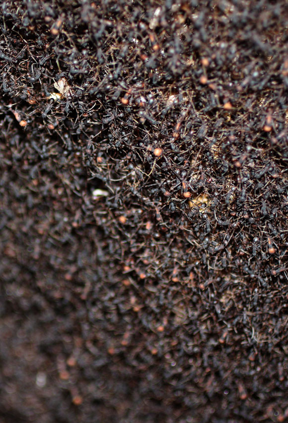 Baudier Ant Research USM