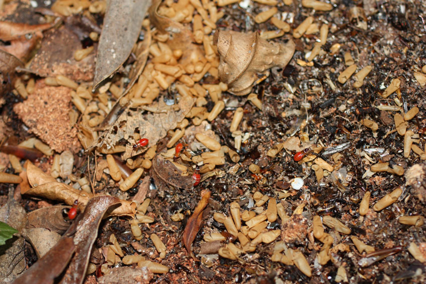 Baudier Ant Research USM