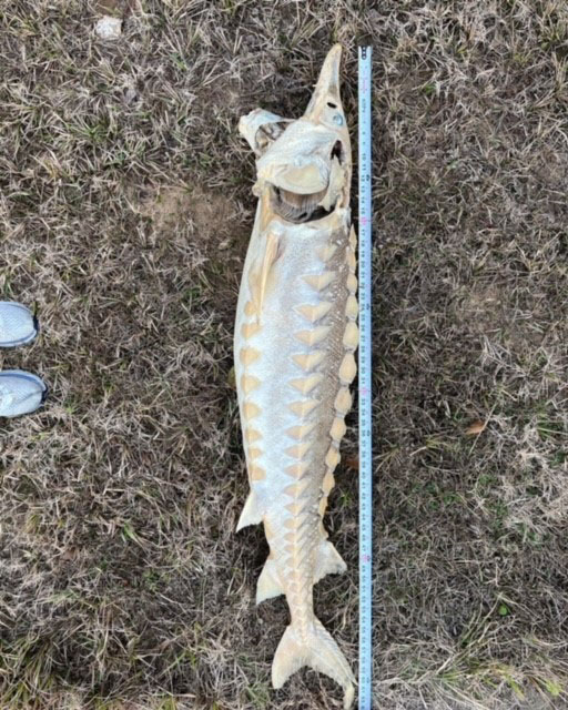 The Gulf Sturgeon measured a little over 5-feet.