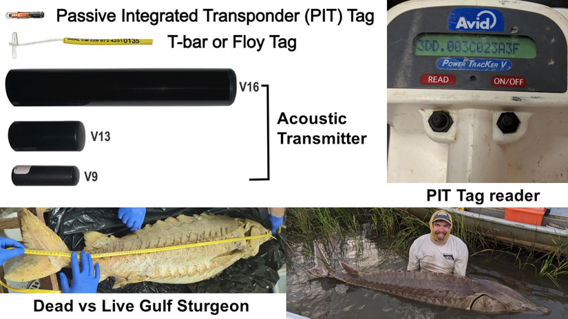 USM scientist Dr. Michael Andres displays a live sturgeon, right. At left is a photo of the Gulf Sturgeon May discovered and provided to Andres for examination. Also shown are the passive induced transponder (PIT) tags.