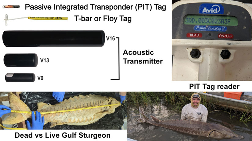 USM Researchers Conduct Examination of Rare Gulf Sturgeon