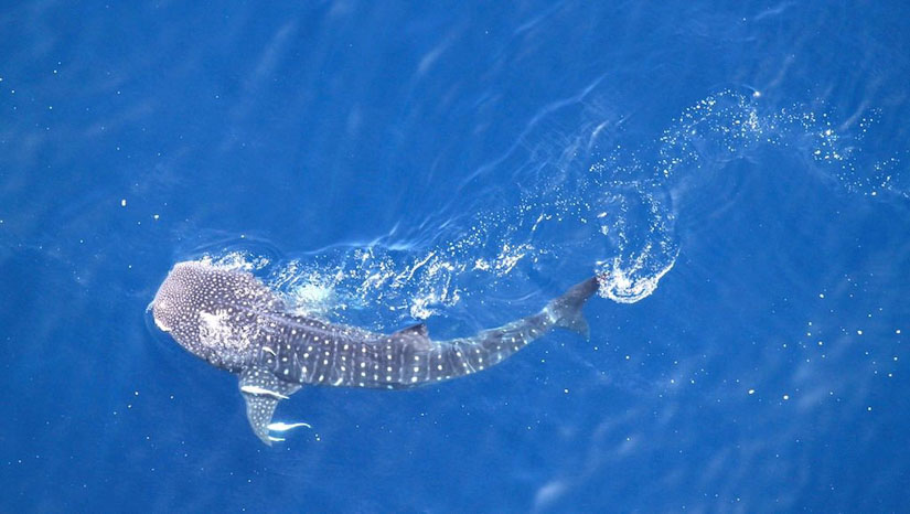 Whale shark in its habitat (Photo courtesy of On Wings of Care)