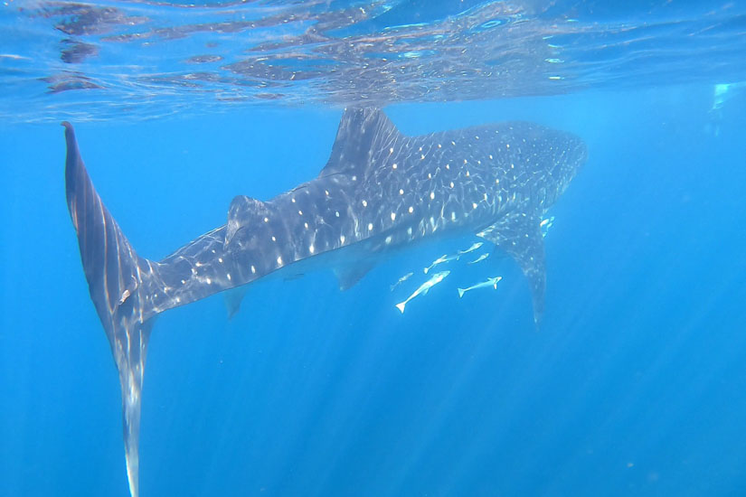 A whale shark in the ocean