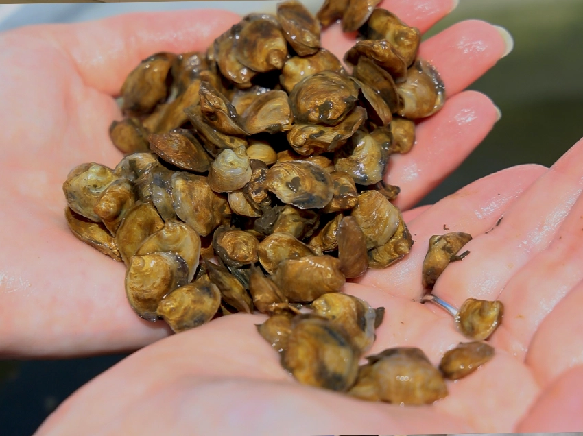 small oysters in a hand