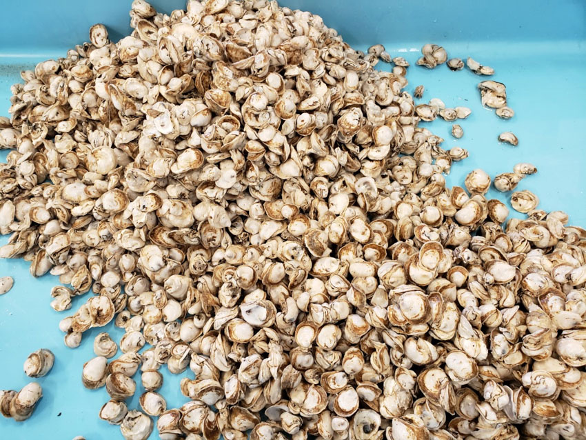 Oyster Seed USM